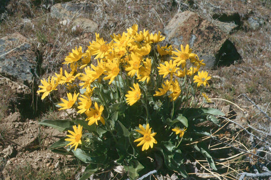 Imagem de Balsamorhiza sagittata (Pursh) Nutt.