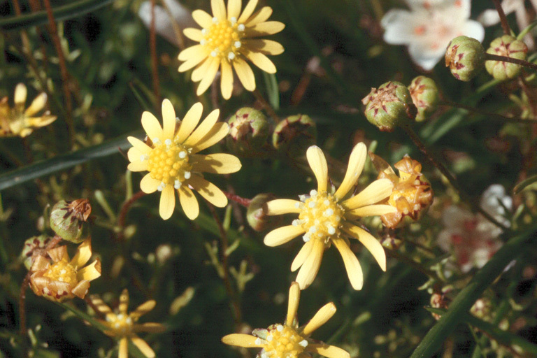 Image de Blennosperma nanum (Hook.) Blake