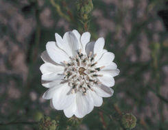 Слика од Blepharipappus scaber Hook.