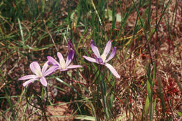 Sivun Brodiaea nana Hoover kuva