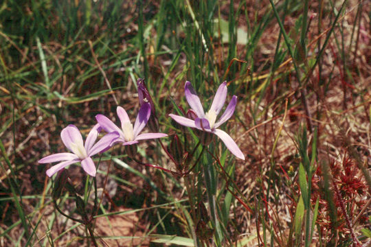 Image of vernalpool brodiaea