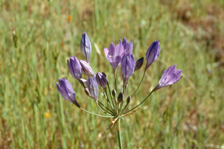 Image of Ithuriel's spear