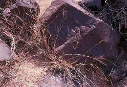 Image of bush muhly
