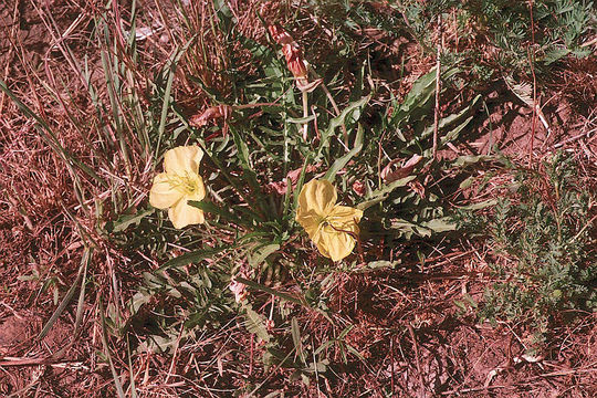 Plancia ëd Oenothera flava (A. Nels.) Garrett