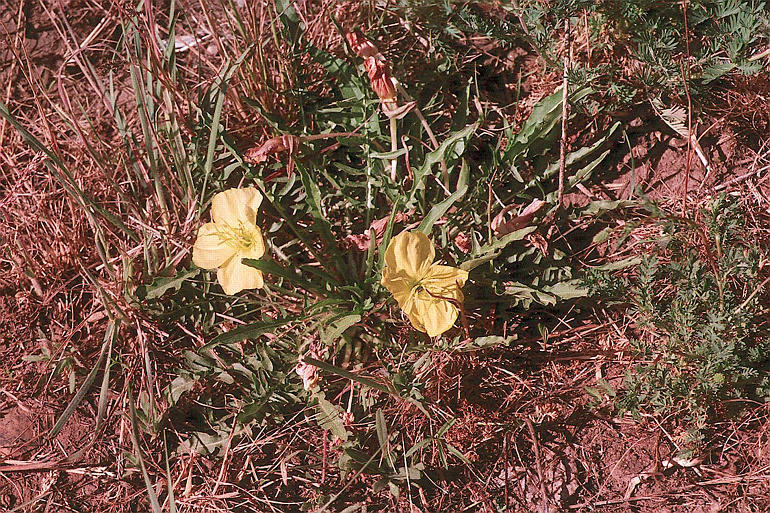 Imagem de Oenothera flava (A. Nels.) Garrett