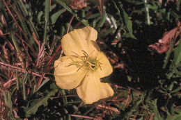 Imagem de Oenothera flava (A. Nels.) Garrett