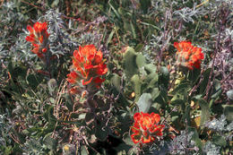 Image of Mendocino Coast Indian paintbrush