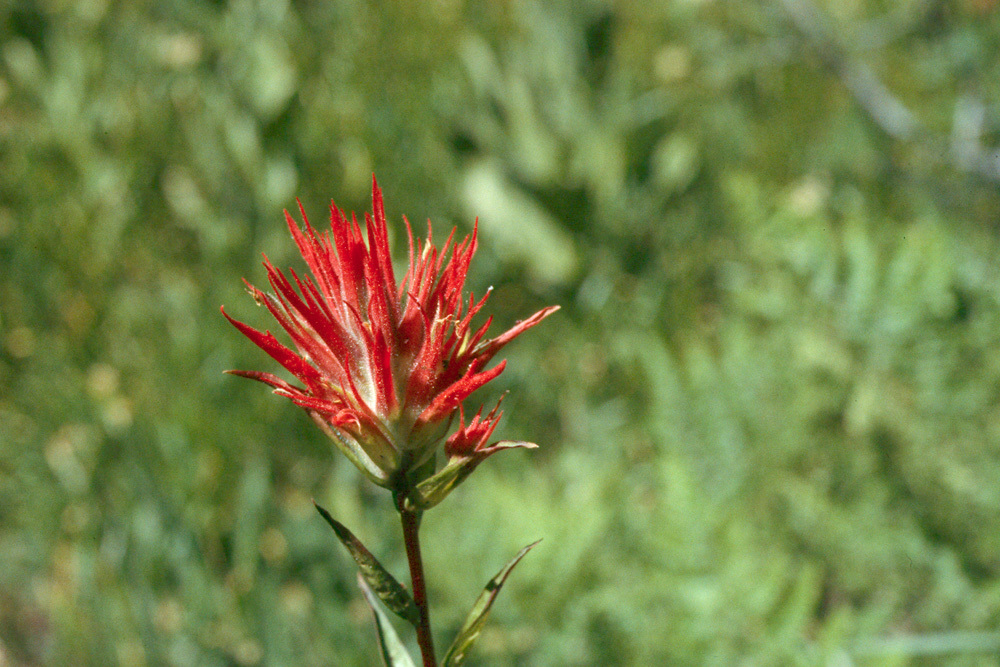 Image of giant red Indian paintbrush