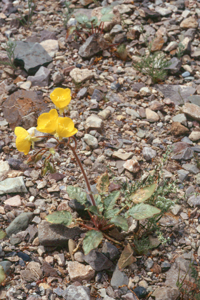 Imagem de Chylismia brevipes Small