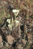 Image de Calochortus bruneaunis A. Nelson & J. F. Macbr.