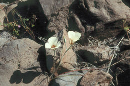 Image de Calochortus bruneaunis A. Nelson & J. F. Macbr.