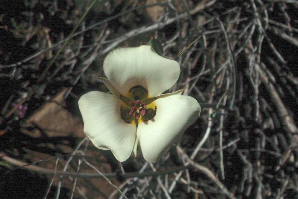 Image de Calochortus bruneaunis A. Nelson & J. F. Macbr.