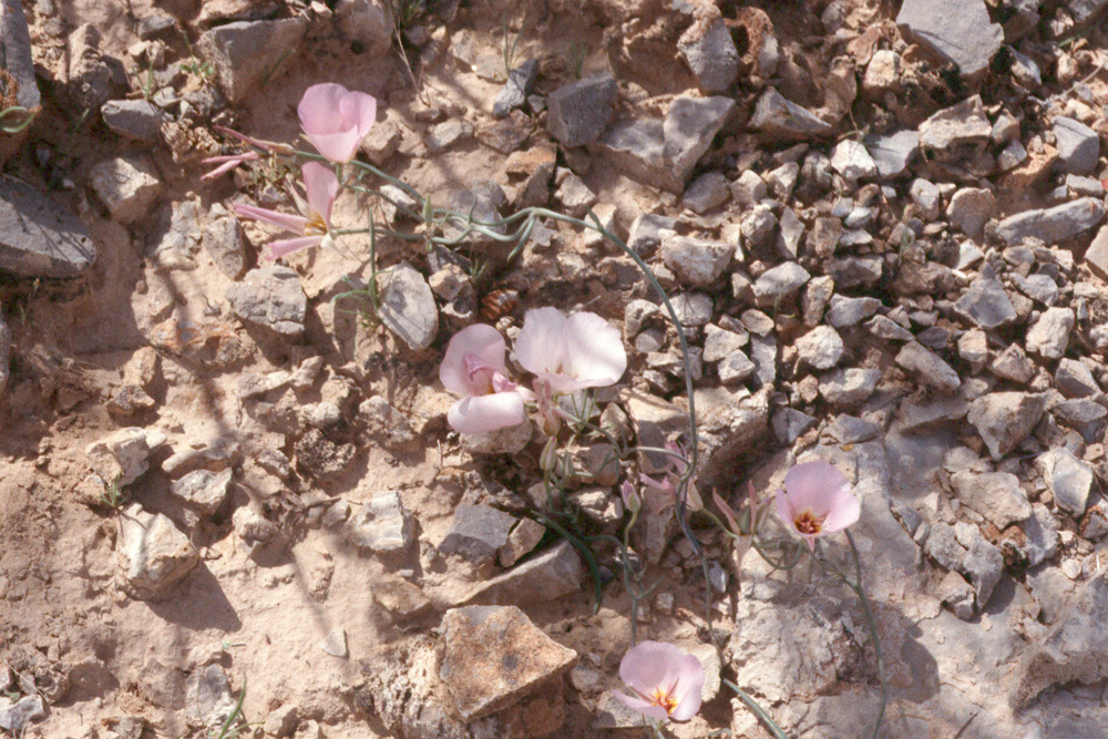 Image of winding mariposa lily