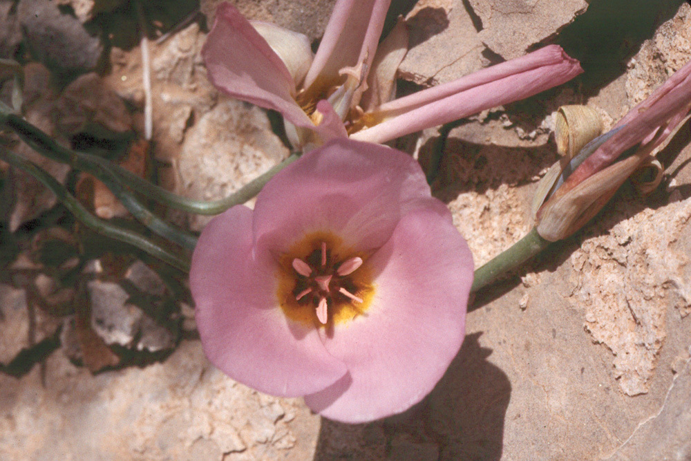 Image of winding mariposa lily