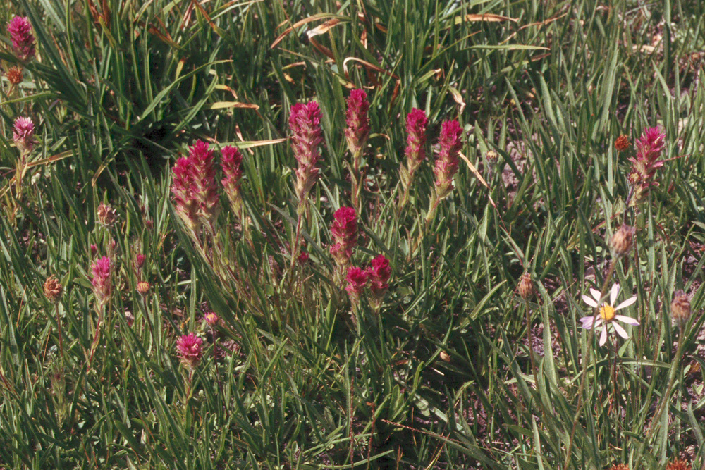 Image of Lemmon's Indian paintbrush