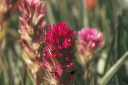 Image of Lemmon's Indian paintbrush