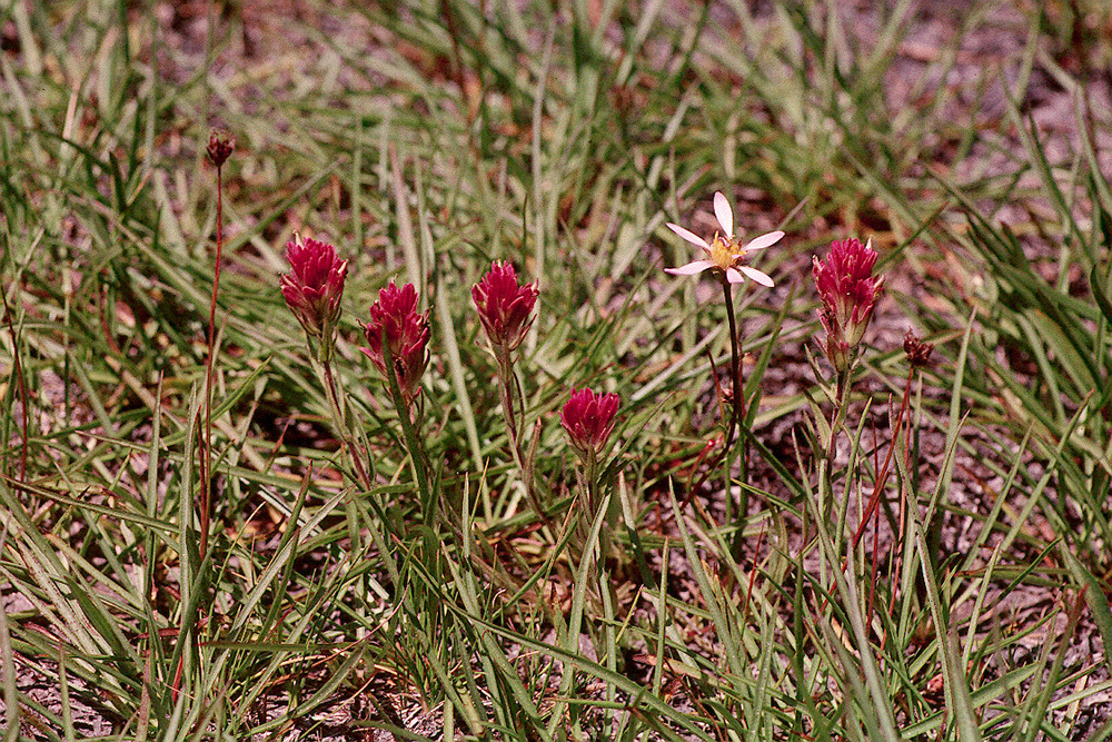 Image of Lemmon's Indian paintbrush