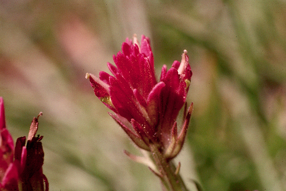 Image of Lemmon's Indian paintbrush