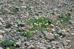 Calochortus leichtlinii Hook. fil. resmi