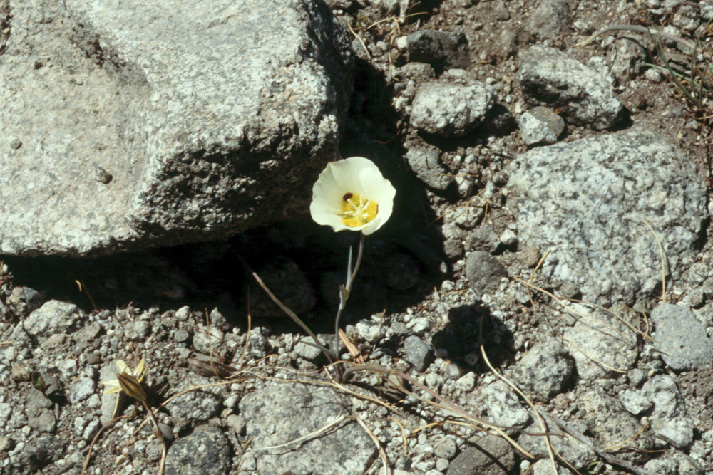 Calochortus leichtlinii Hook. fil. resmi