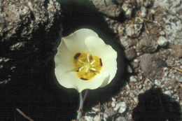 Calochortus leichtlinii Hook. fil. resmi