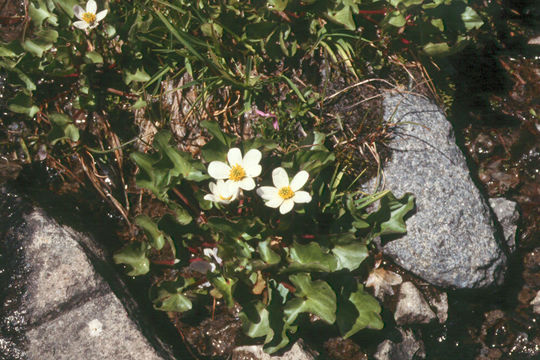 Image of white marsh marigold