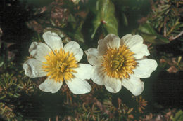 Image of white marsh marigold