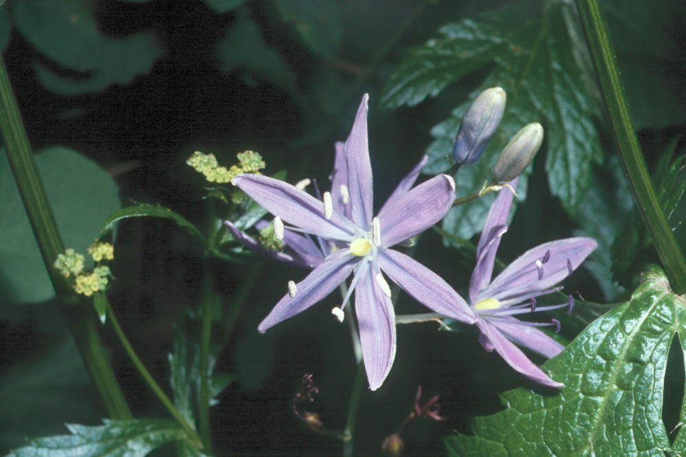 Image of large camas