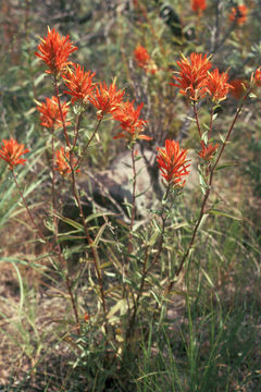 Image of Wyoming Indian paintbrush