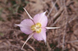 Image of sagebrush mariposa lily