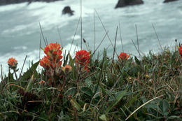 Image of Mendocino Coast Indian paintbrush