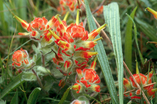 Plancia ëd Castilleja mendocinensis (Eastw.) Pennell