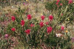 Image of giant red Indian paintbrush