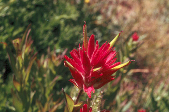 Image of giant red Indian paintbrush