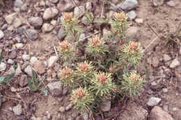 Image of dwarf alpine Indian paintbrush