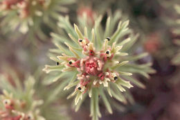 Image of dwarf alpine Indian paintbrush