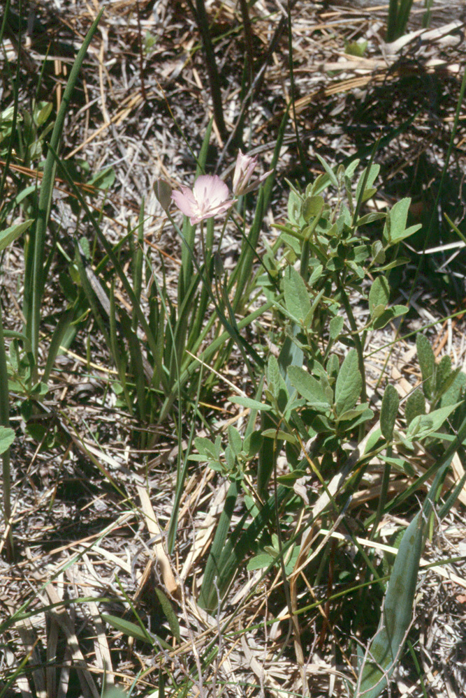 Calochortus nudus S. Watson的圖片