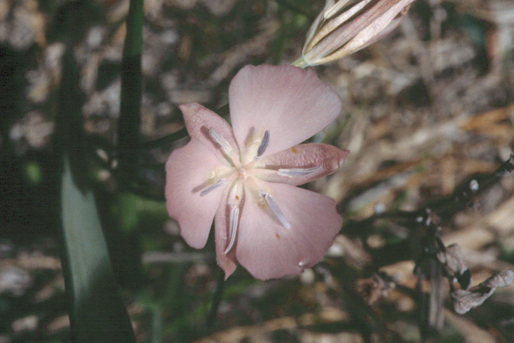 Calochortus nudus S. Watson的圖片