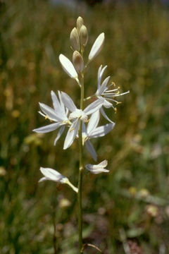 Image of camas