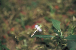 Image of pale bellflower