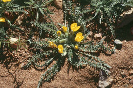 Image of tansyleaf evening primrose