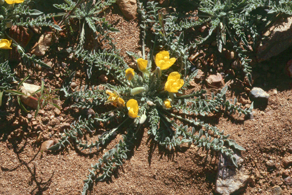 Sivun Camissonia tanacetifolia (Torr. & A. Gray) Raven kuva