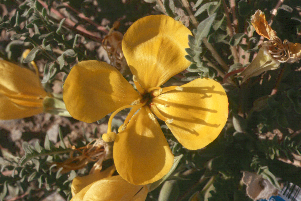 Image of tansyleaf evening primrose