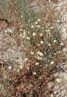 Image of woolly desertdandelion