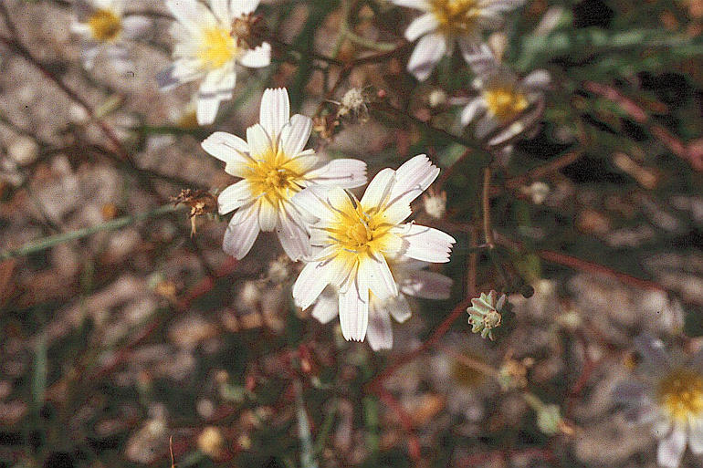 Image of woolly desertdandelion