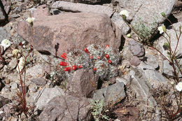 Image of <i>Mammillaria <i>grahamii</i></i> var. grahamii