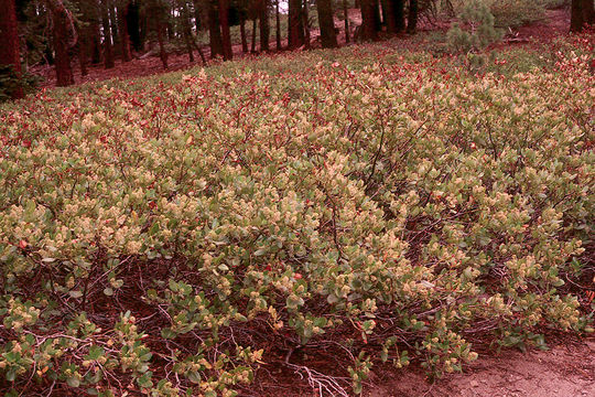 Ceanothus velutinus Dougl. resmi