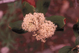 Ceanothus velutinus Dougl. resmi