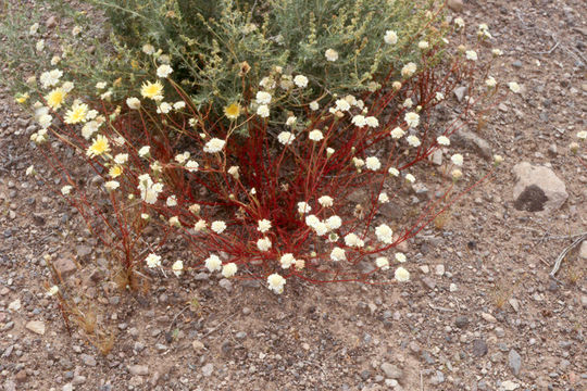 Image of pincushion flower