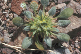 Image of devil's spineflower